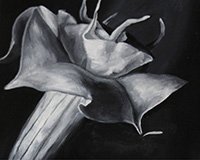 datura